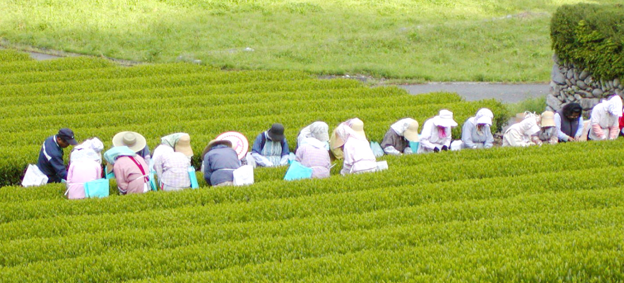 茶畑